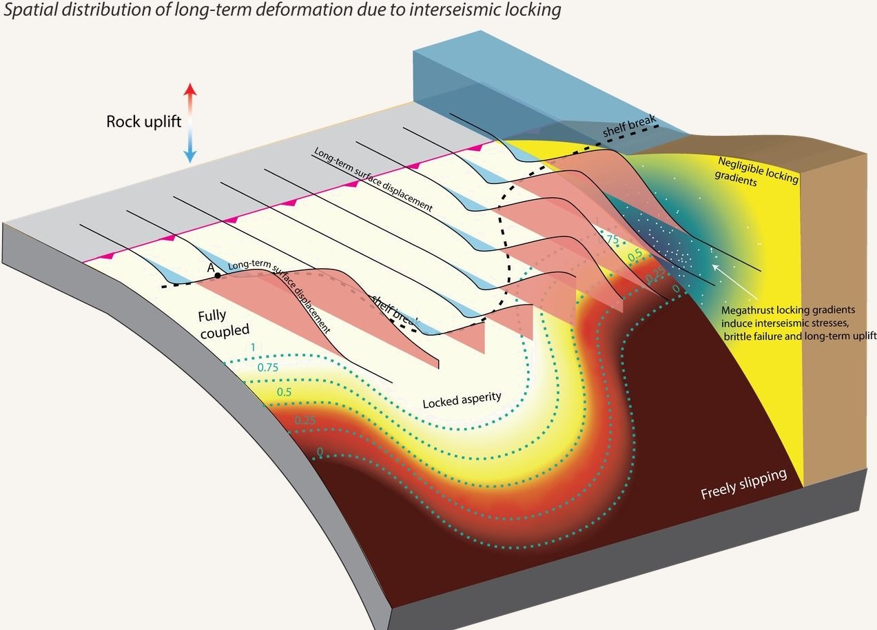 Three-dimensional schematic showing long-term deformation above gradients in megathrust locking.